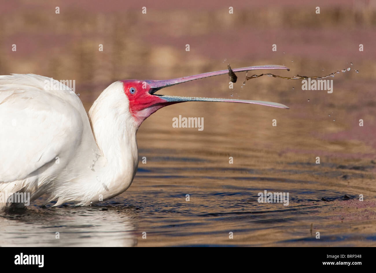 Afrikanischer Löffler Fische fangen Stockfoto