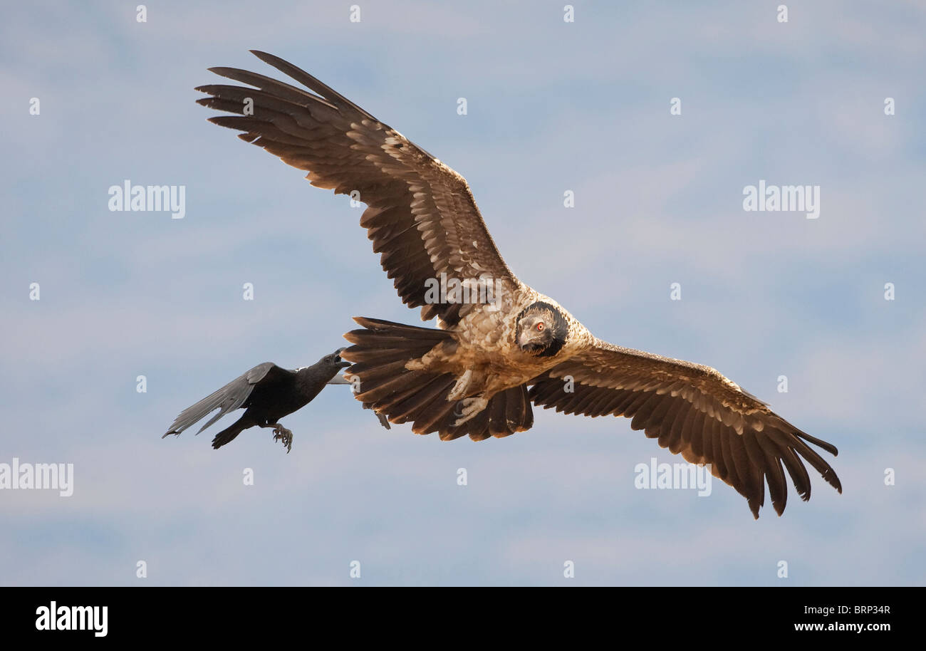 Bartgeier und schwarze Krähe im Flug Stockfoto