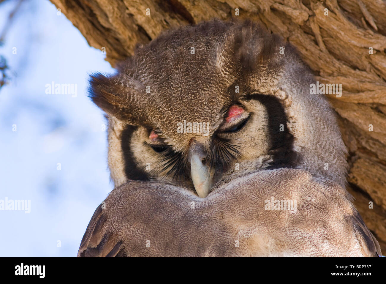 Verreaux der Uhu schläft in einem Baum Stockfoto