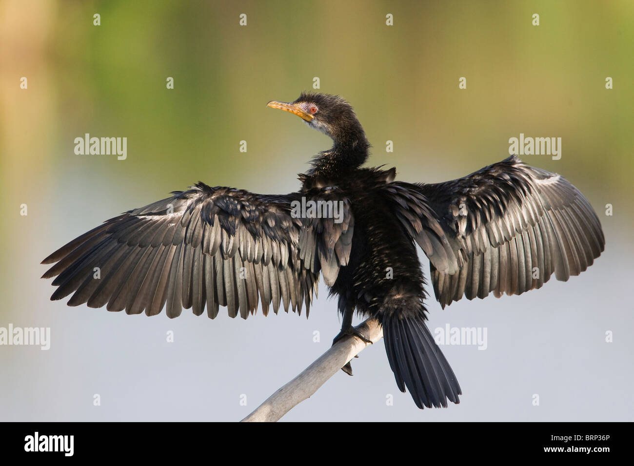 Reed Cormorant thront auf einem Ast seine Flügel trocknen Stockfoto