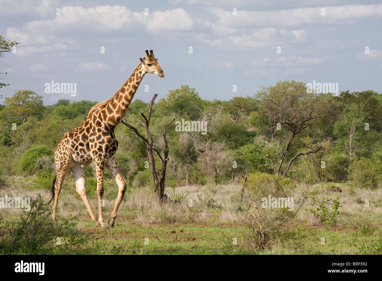Einsame Giraffe zu Fuß durch das Buschland Stockfoto