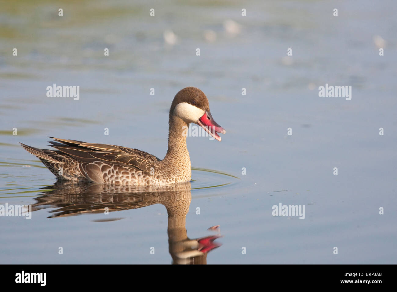 Rot-billed Teal spiegelt sich im Wasser Stockfoto