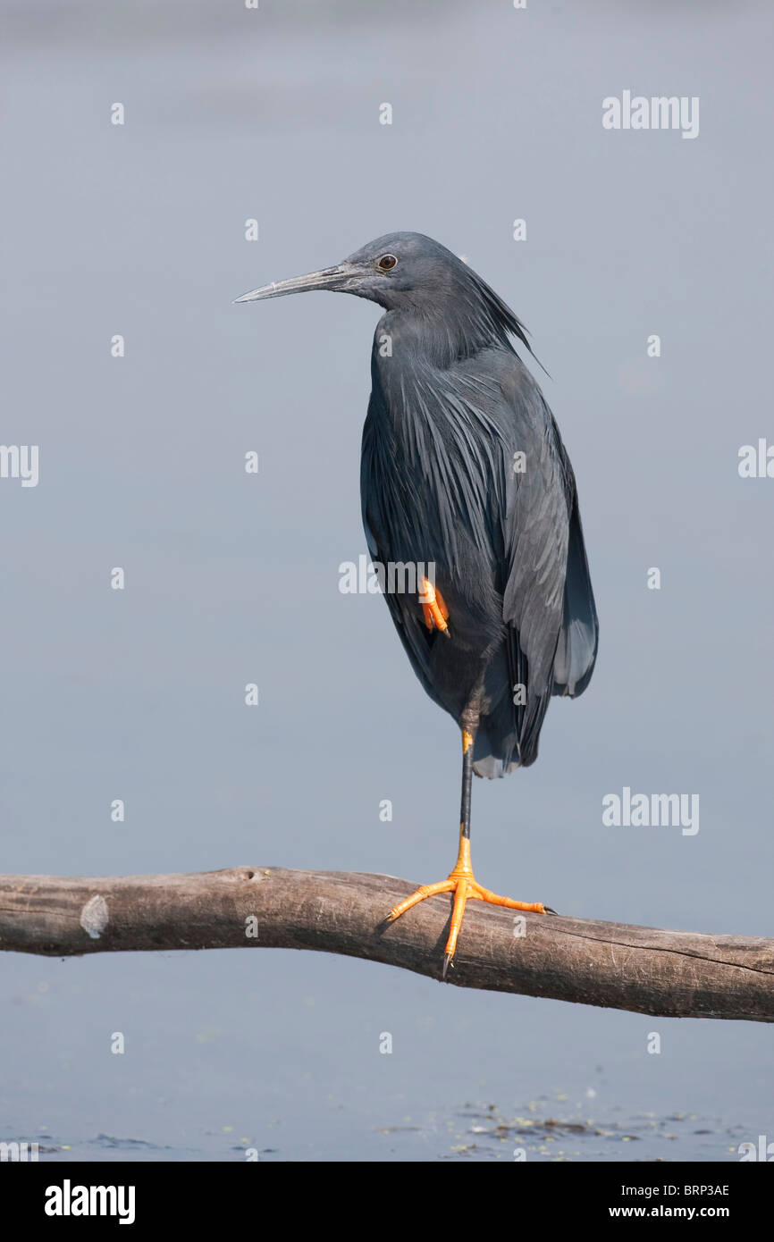 Schwarzer Reiher thront auf einem Bein Stockfoto