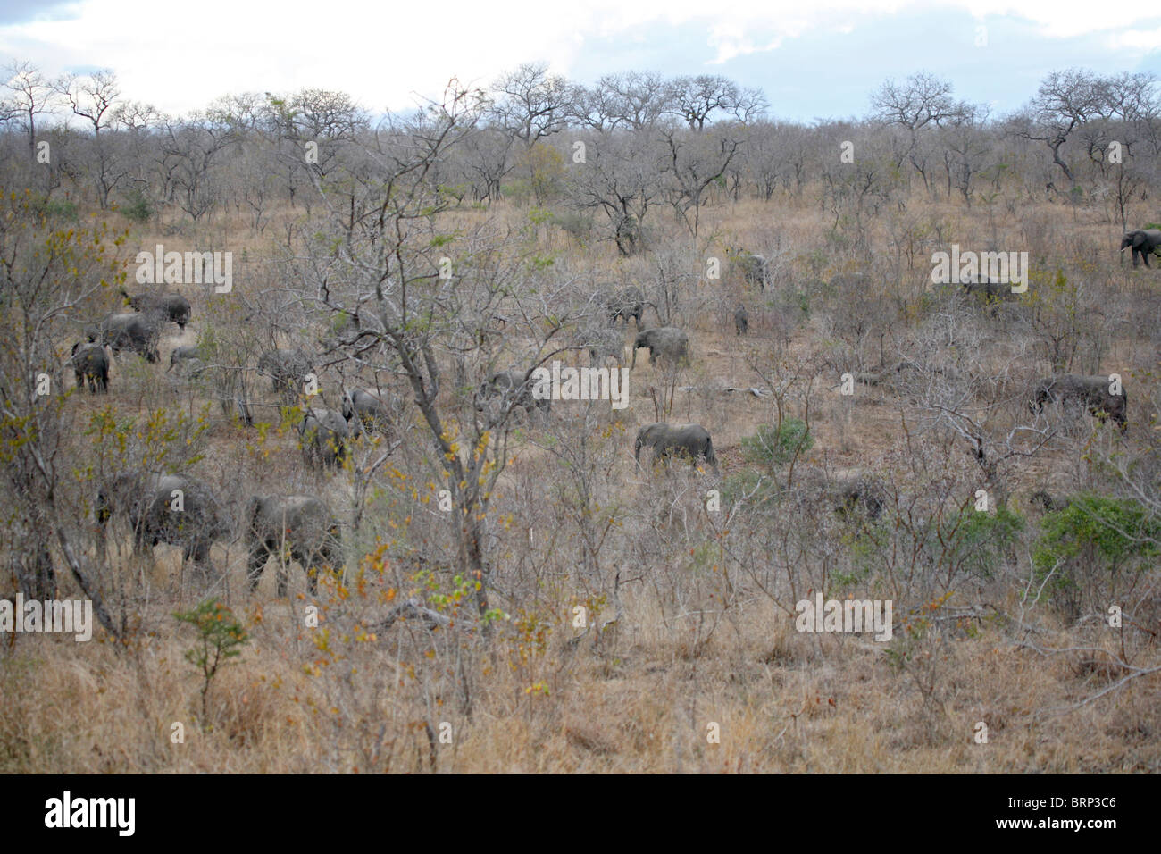 Eine verstreute Herde Elefanten Herde Browsen im trockenen Buschland Stockfoto