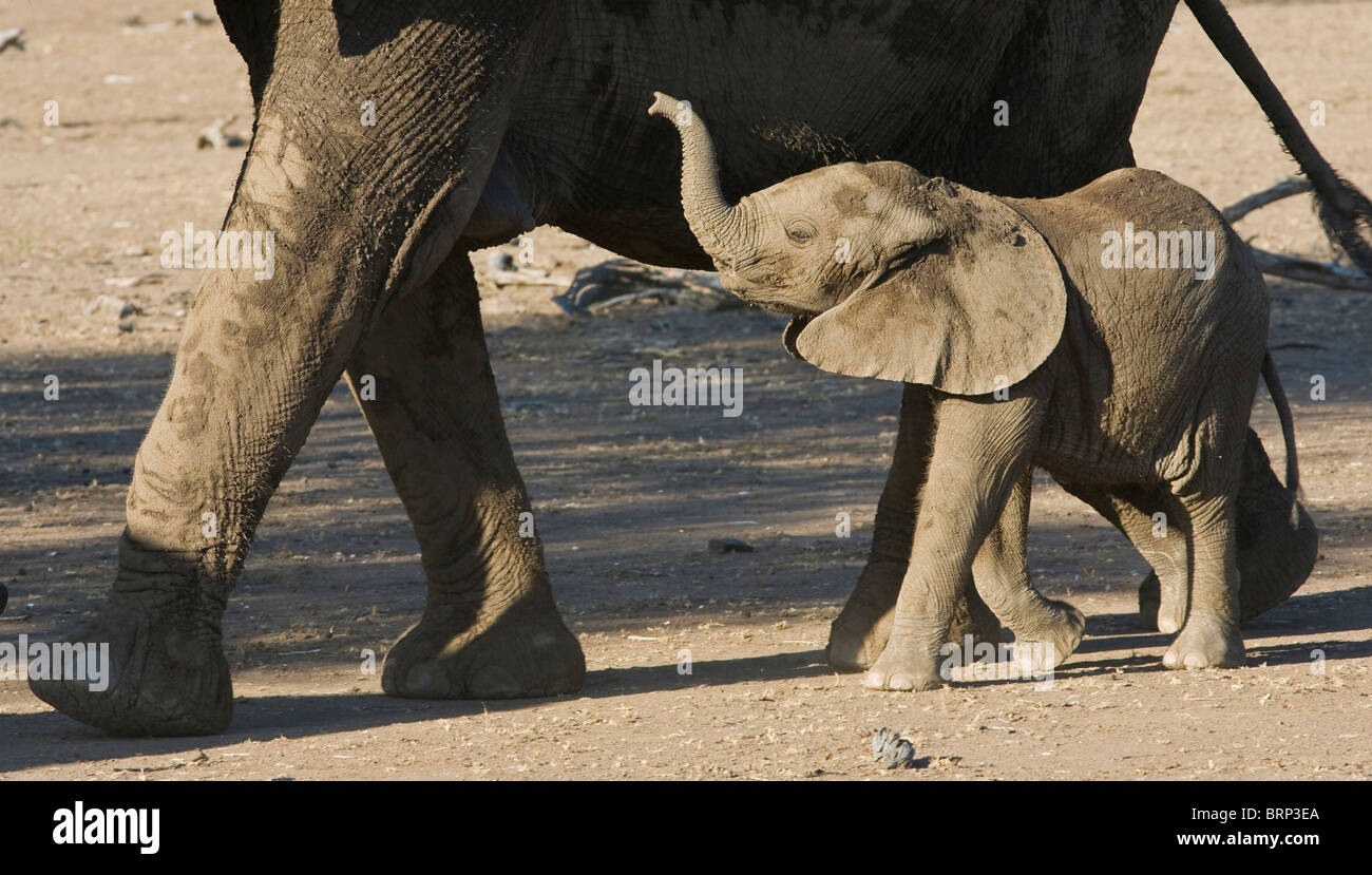 Afrikanischer Elefant Kalb bis zu seiner Mutter mit seinem Rüssel Stockfoto