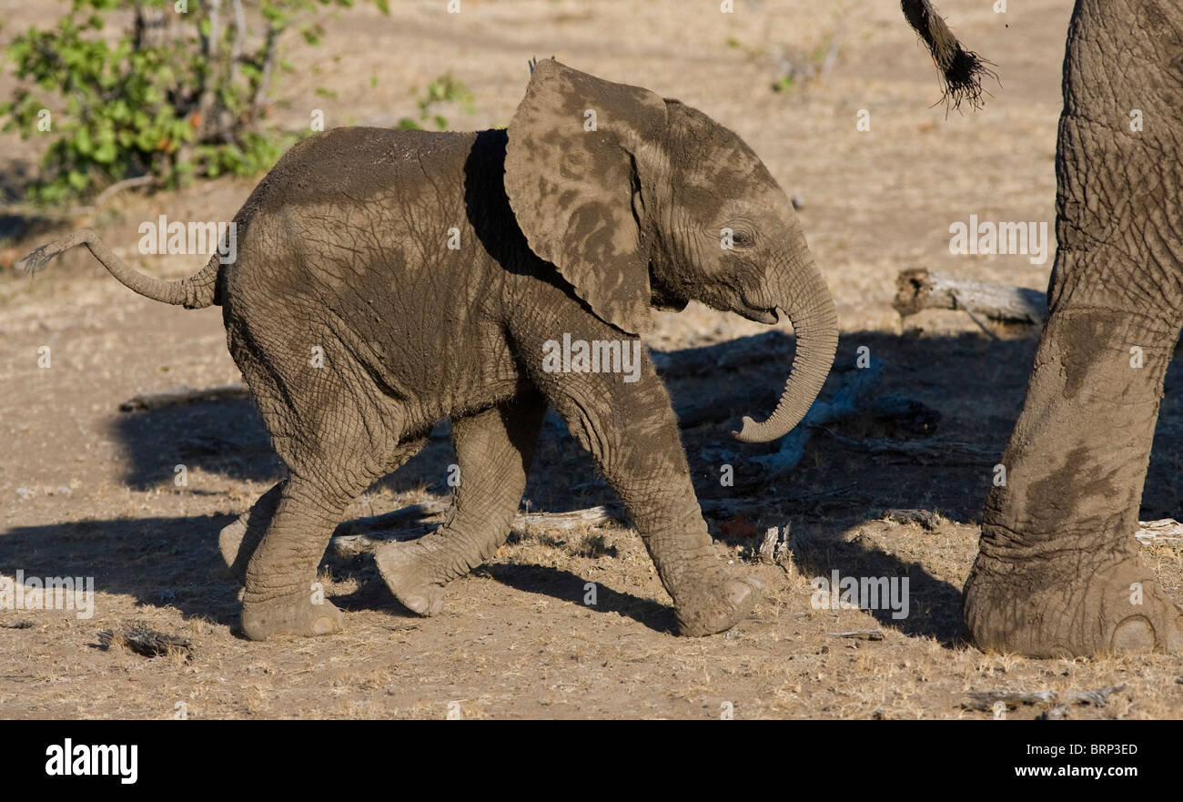 Afrikanischer Elefant Kalb nach seiner Mutter Stockfoto
