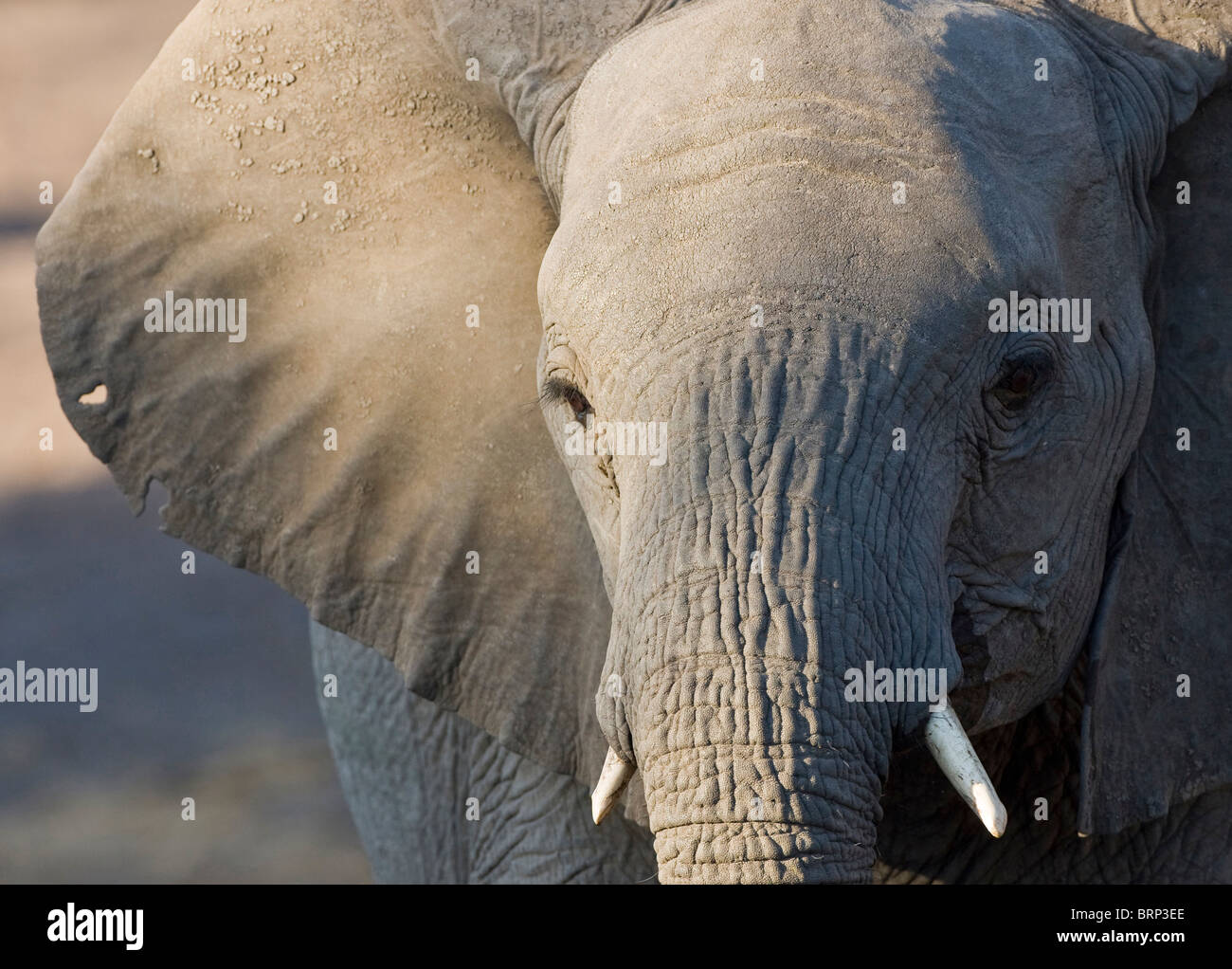 Afrikanischer Elefant-Porträt eines jungen Tieres Stockfoto