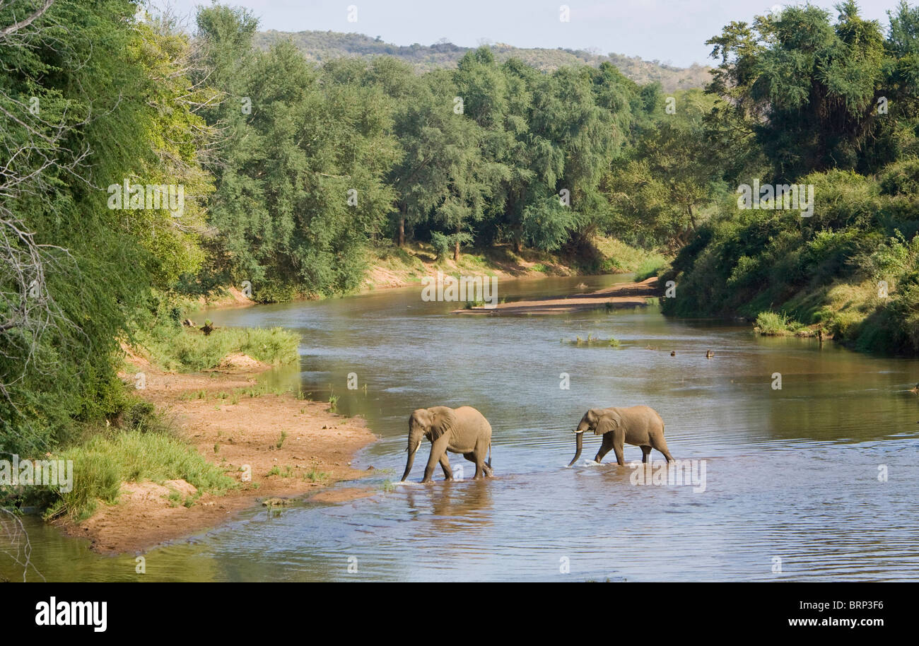 Malerische Aussicht von afrikanischen Elefanten über den Luvuvhu River Stockfoto