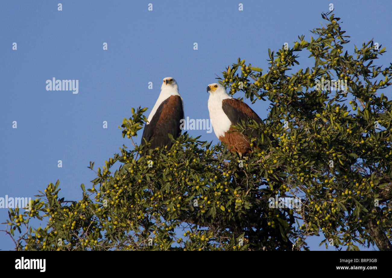 Ein paar der afrikanischen Fischadler thront in einem Baum Stockfoto