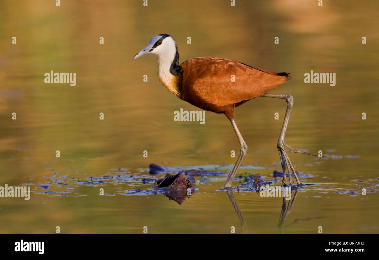 Afrikanische Blatthühnchen zu Fuß auf einer Lilie zeigt ihre langen Zehen Stockfoto