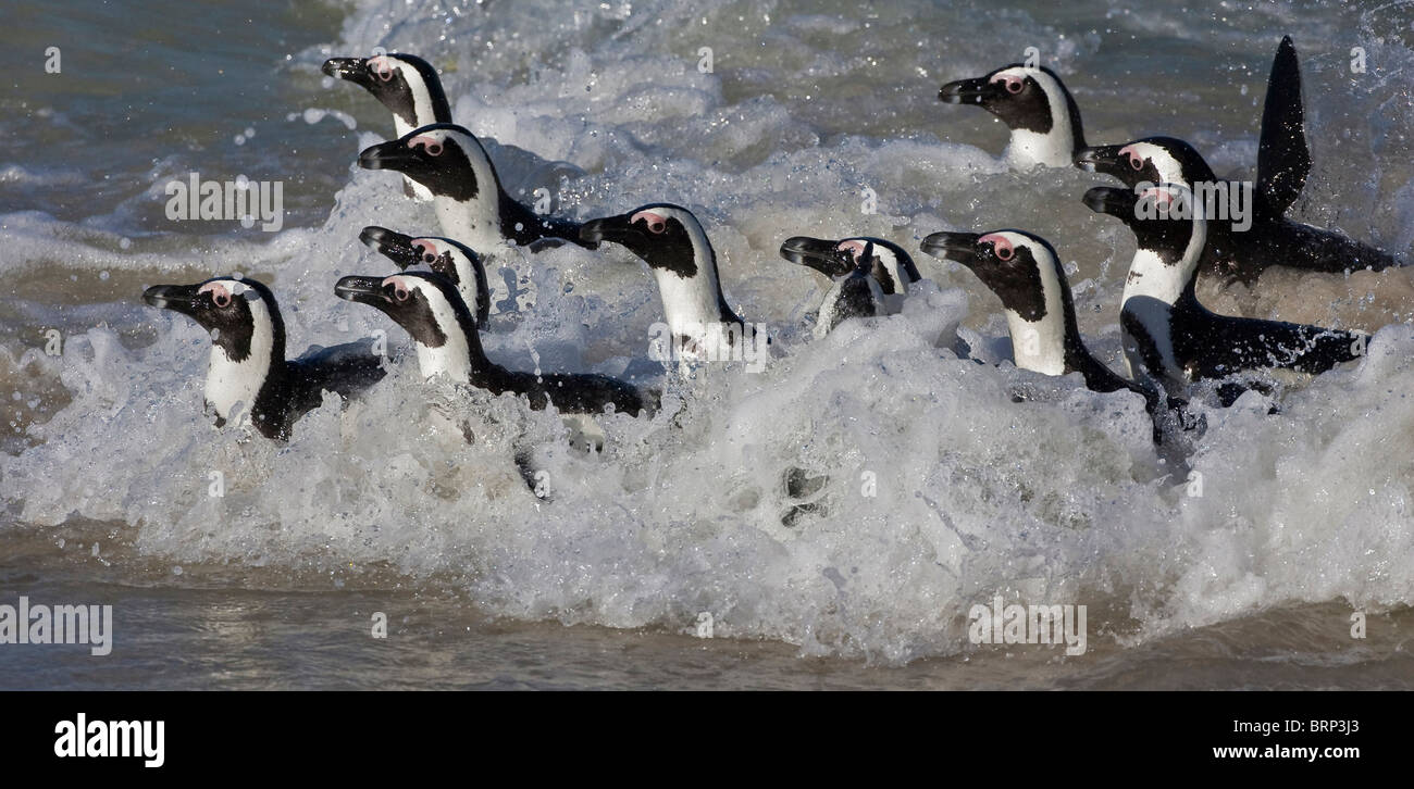 Eine Gruppe von afrikanischen Pinguine schwimmen zum Ufer in einer schaumigen Welle Stockfoto