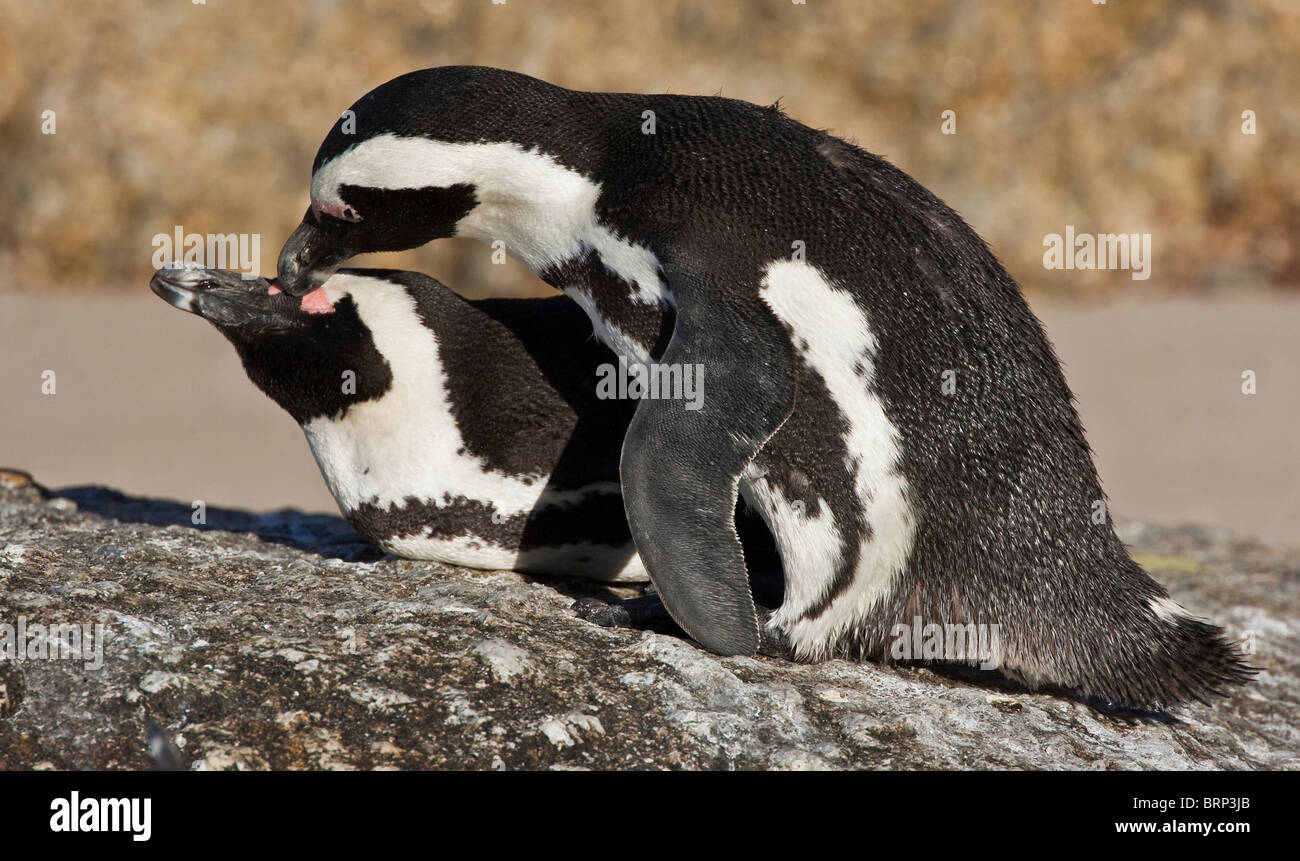 Penguin behaviour -Fotos und -Bildmaterial in hoher Auflösung – Alamy