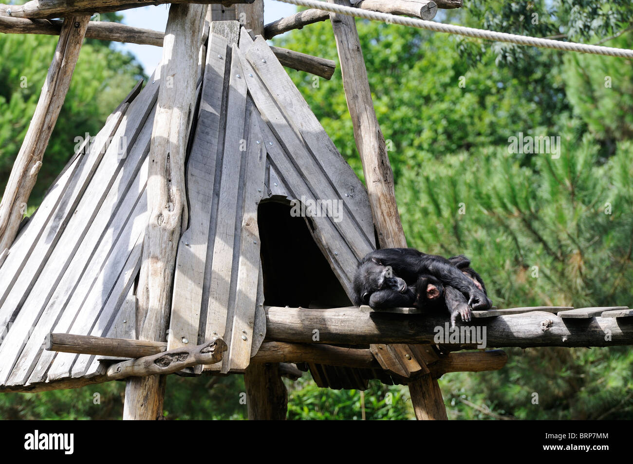 Stock Foto eines Schimpansen Mutter hält ihr Baby im Zoo von La Palmyre in Frankreich. Stockfoto