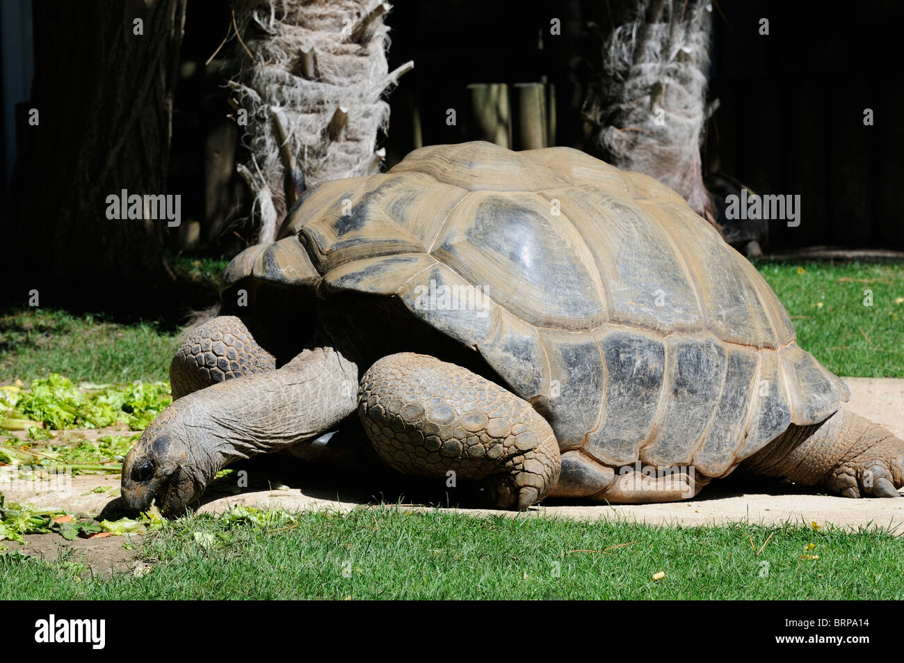 Riesenschildkröte im Zoo von La Palmyre Stockfoto