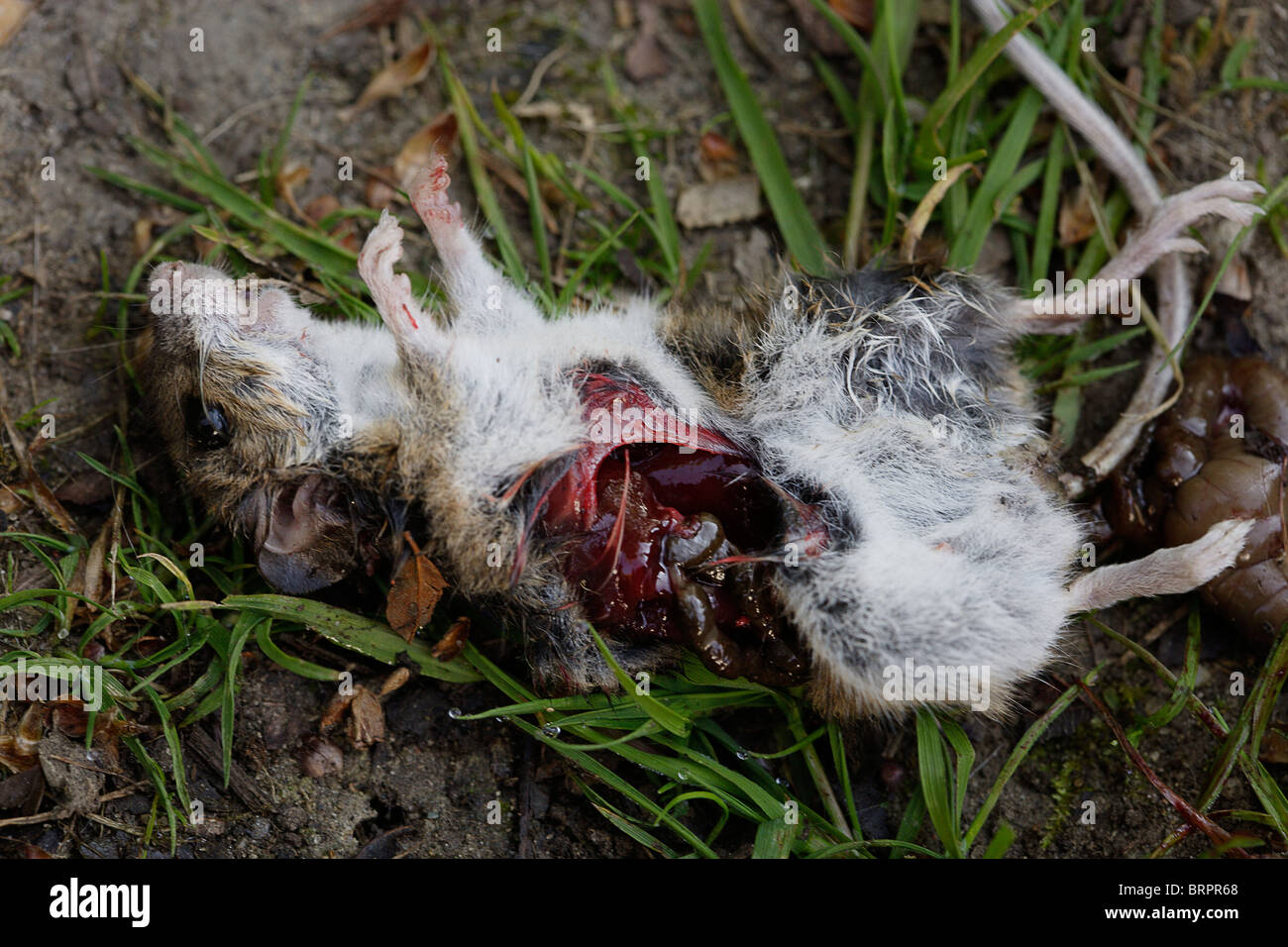 Halb gegessen tote Maus Stockfoto