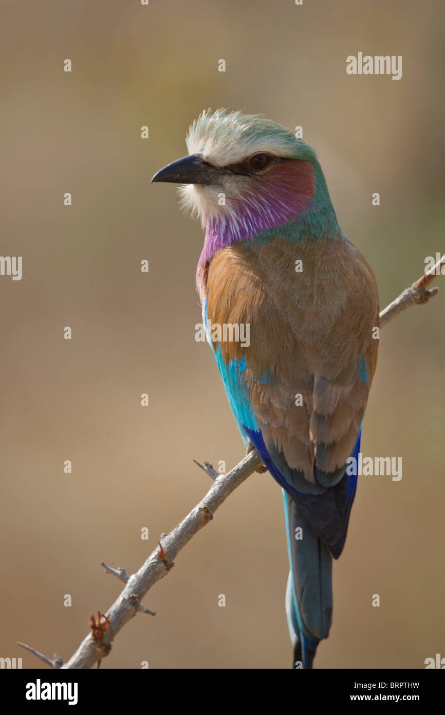 Lilac-Breasted Roller (Coracias Caudatus) Stockfoto