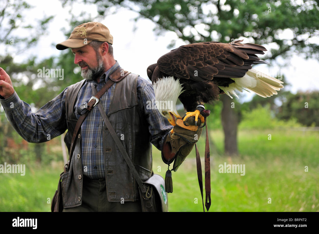 Männer tragen einen Weißkopfseeadler auf seinem Arm. Stockfoto