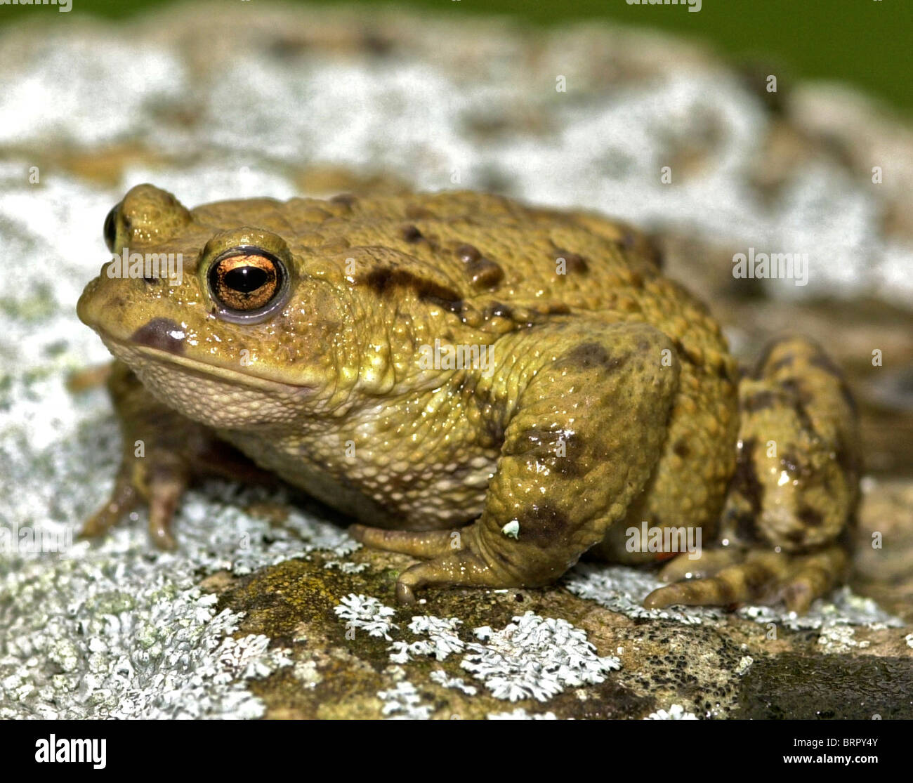 Kröte gemeinsame Kröte Bufo bufo Stockfoto