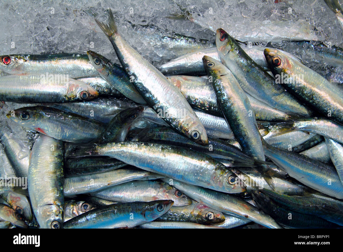 Sardine Fisch Meeresfrüchte auf Eis Meer Markt frisch zu fangen Stockfoto