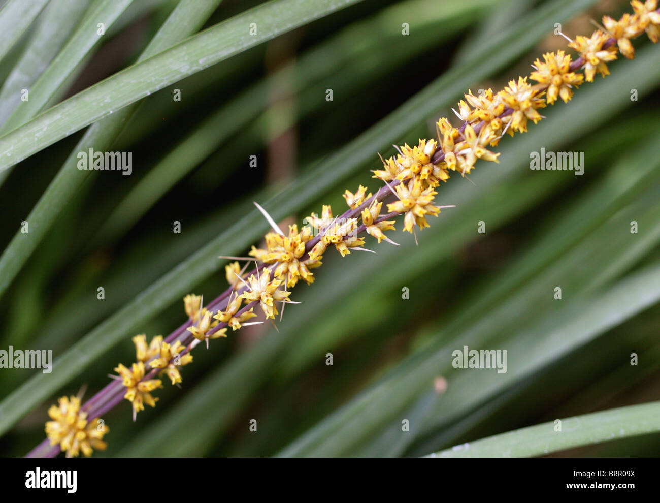 Unter der Leitung von Langusten Mat-Rush, Lomandra Longifolia, Asparagaceae (Laxmanniaceae, Lomandraceae), Australien. Stockfoto