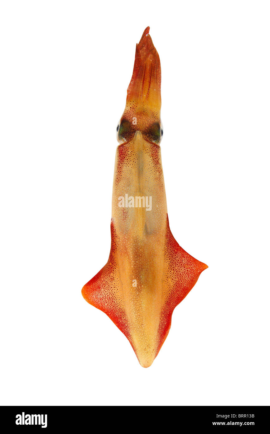 lebendig Kalmar Loligo Vulgaris Meeresfrüchte isoliert auf weiss Stockfoto
