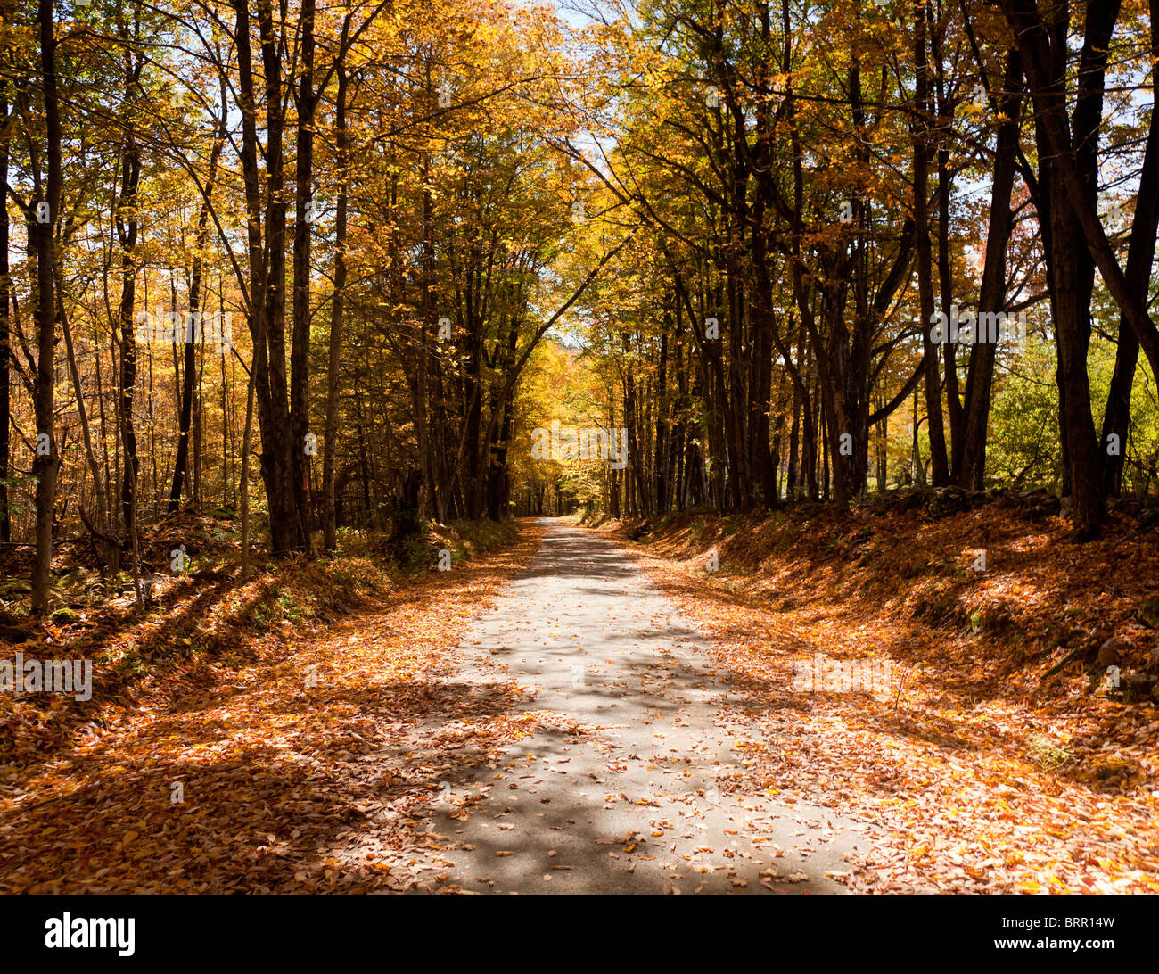 Kleine ländliche Forststraße verschwindet in den Herbst hinein / Herbst Bäume Stockfoto