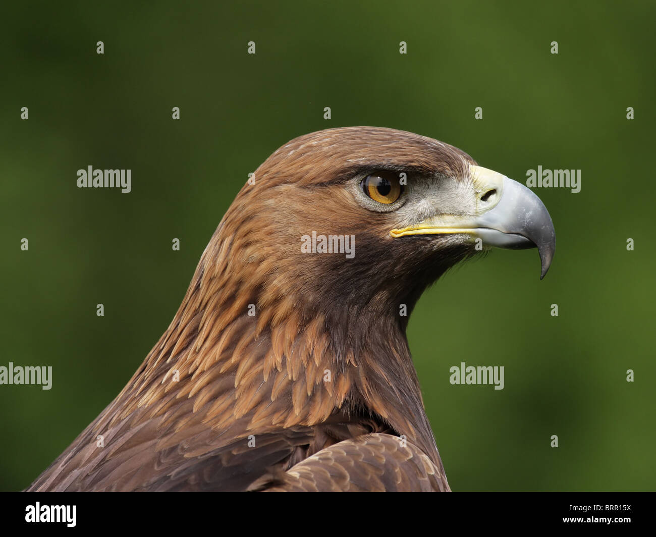 Porträt von Steinadler (Aquila Chrysaetos). Stockfoto