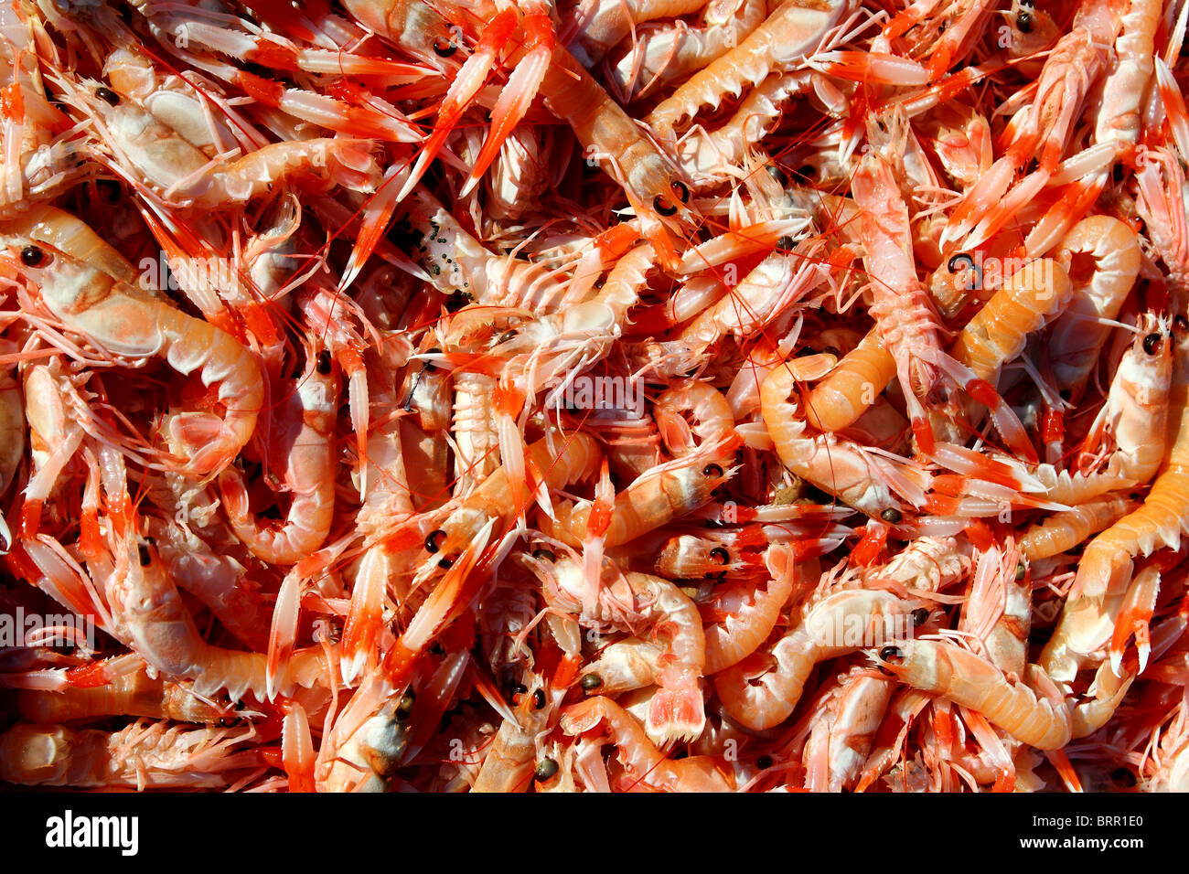 Krebse Nephrops Norvegicus fangen viele Fischmarkt Stockfoto