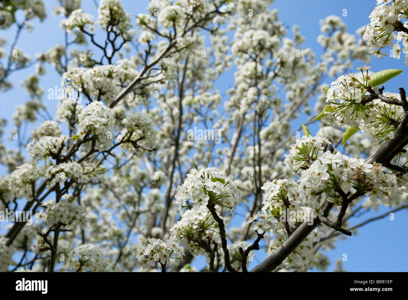 weiße Blüte Blüte ornamentalen Birne in Melbourne Australien im Frühjahr, wenn die Straßen mit Blüten füllen Stockfoto