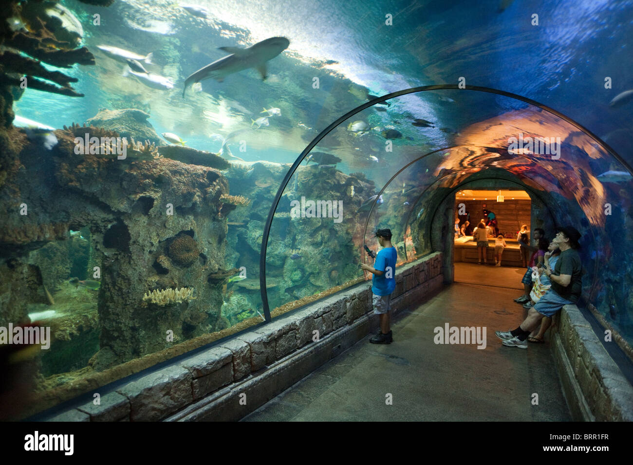 Die Menschen in den Tunnel aufpassen der Haie, Shark Reef Aquarium, Mandalay Bay Hotel, Las Vegas USA Stockfoto