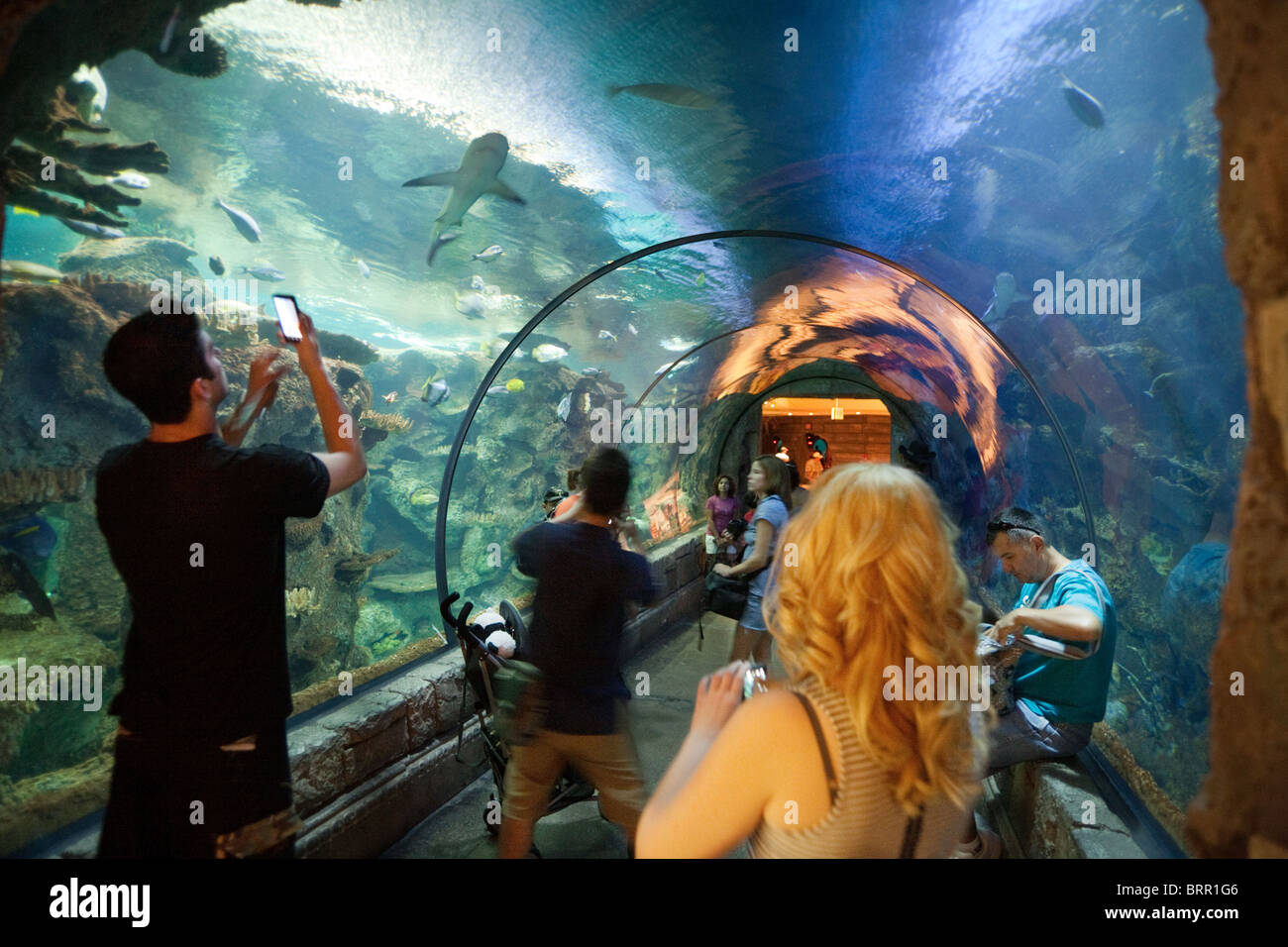 die Leute im Tunnel sehen die Haie, Shark Reef Aquarium, Mandalay Bay Hotel, Las Vegas USA Stockfoto