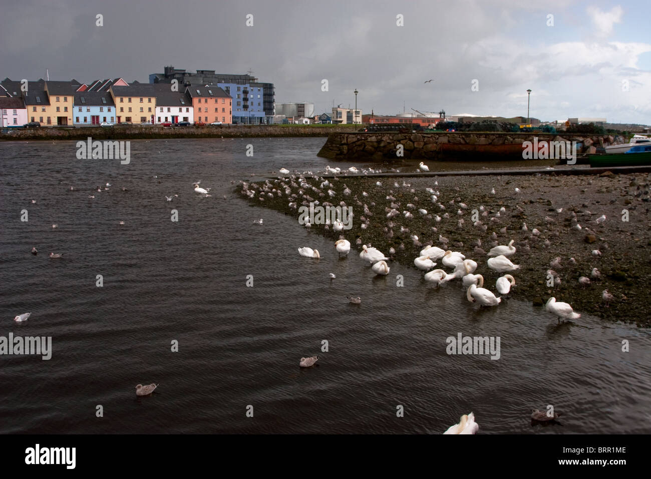 Schwäne, Reinigung selbst, Claddagh Pier Hafen Galway, Irland. Diese Schwäne sind bekannt als die Claddagh Schwäne. Stockfoto
