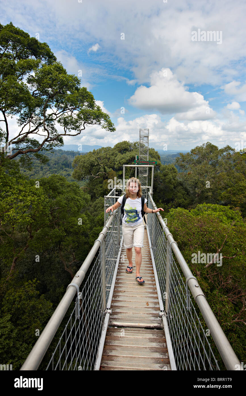 Ulu Temburong National Park, Canopy Walk, Brunei Stockfoto