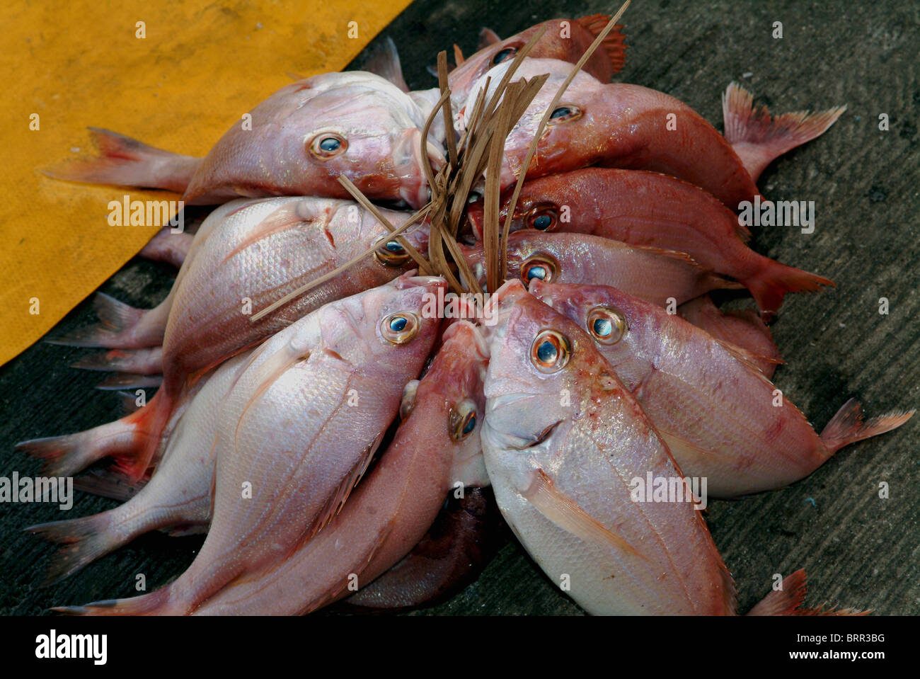 Fische, die gefangen wurden und vorbereitet für den Verkauf Stockfoto