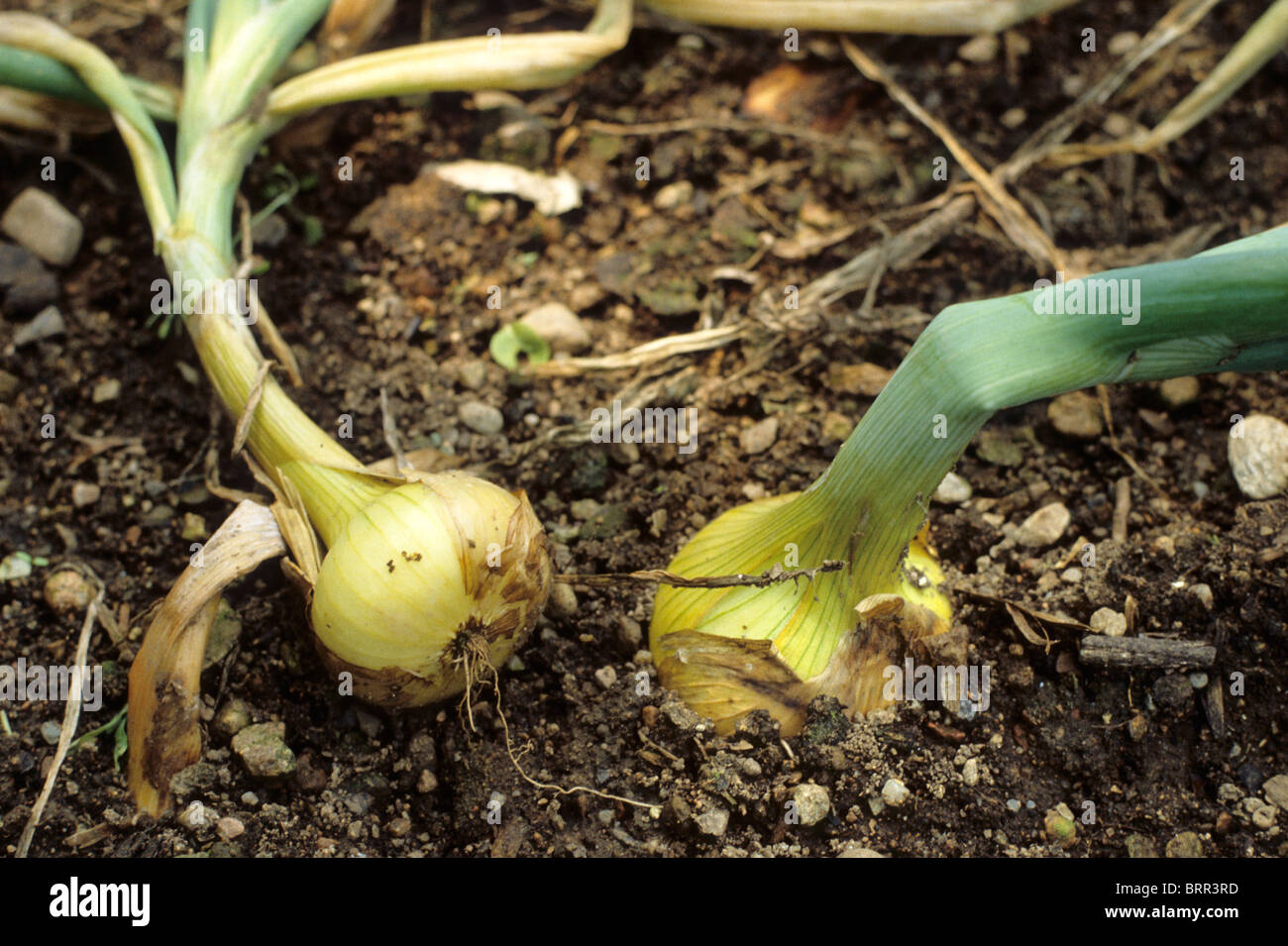 Reif Fur Die Ernte In Einem Gemusegarten Zwiebeln Stockfoto Bild