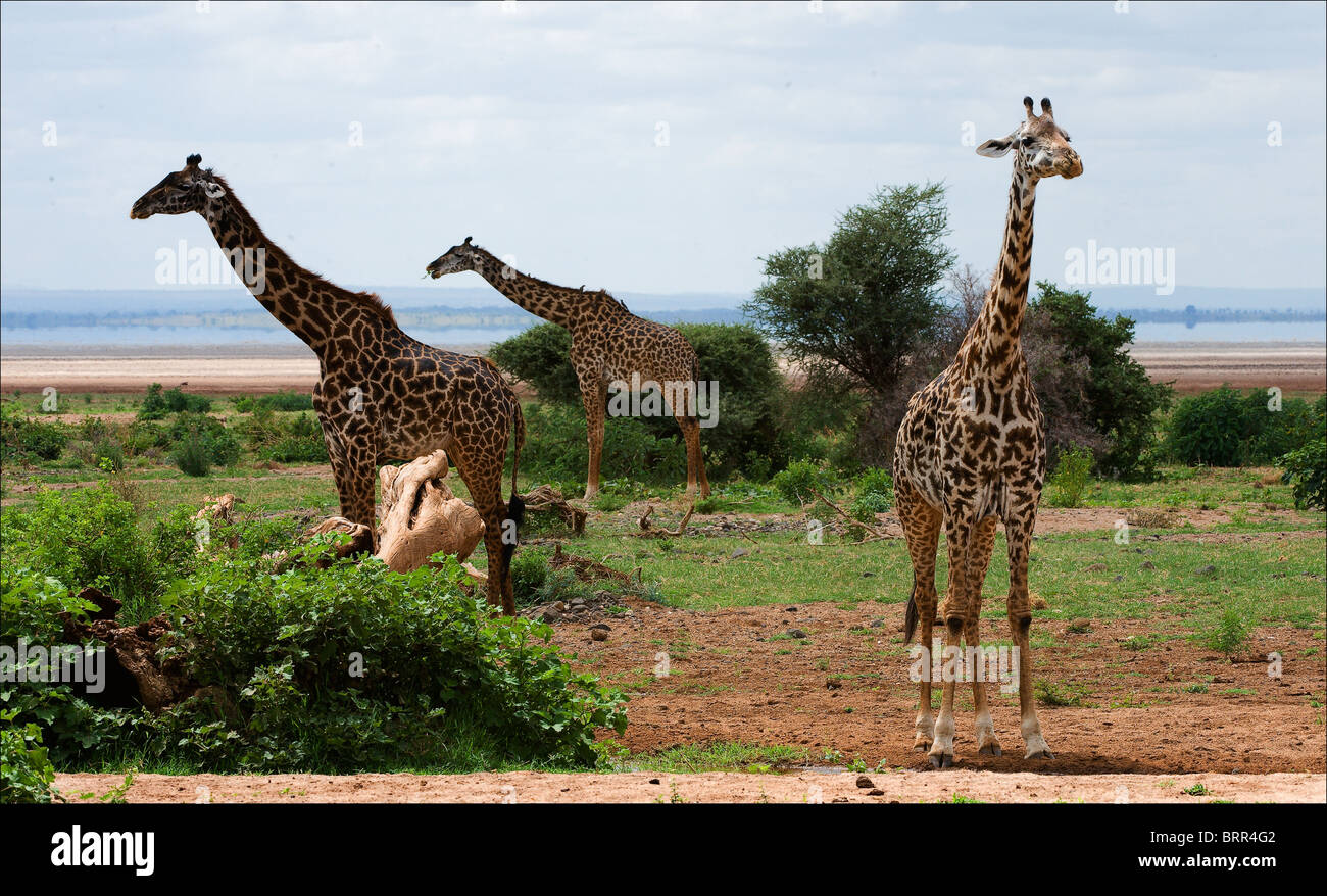 Die Giraffe in Akazie Büsche bricht einen stacheligen Zweig. Stockfoto