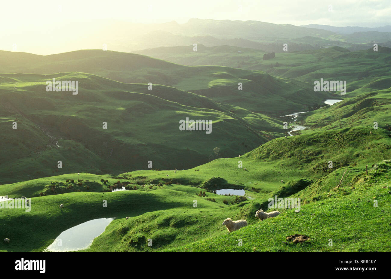 Ländliches Motiv mit Schafbeweidung am grünen Hügel Stockfoto