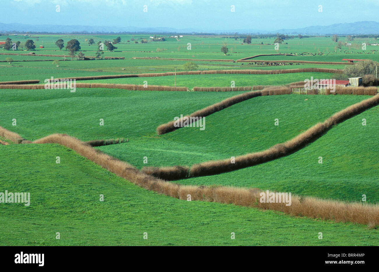 Landschaft mit Ackerland mit bezeichneten Felder Streifen, hohem Gras Stockfoto