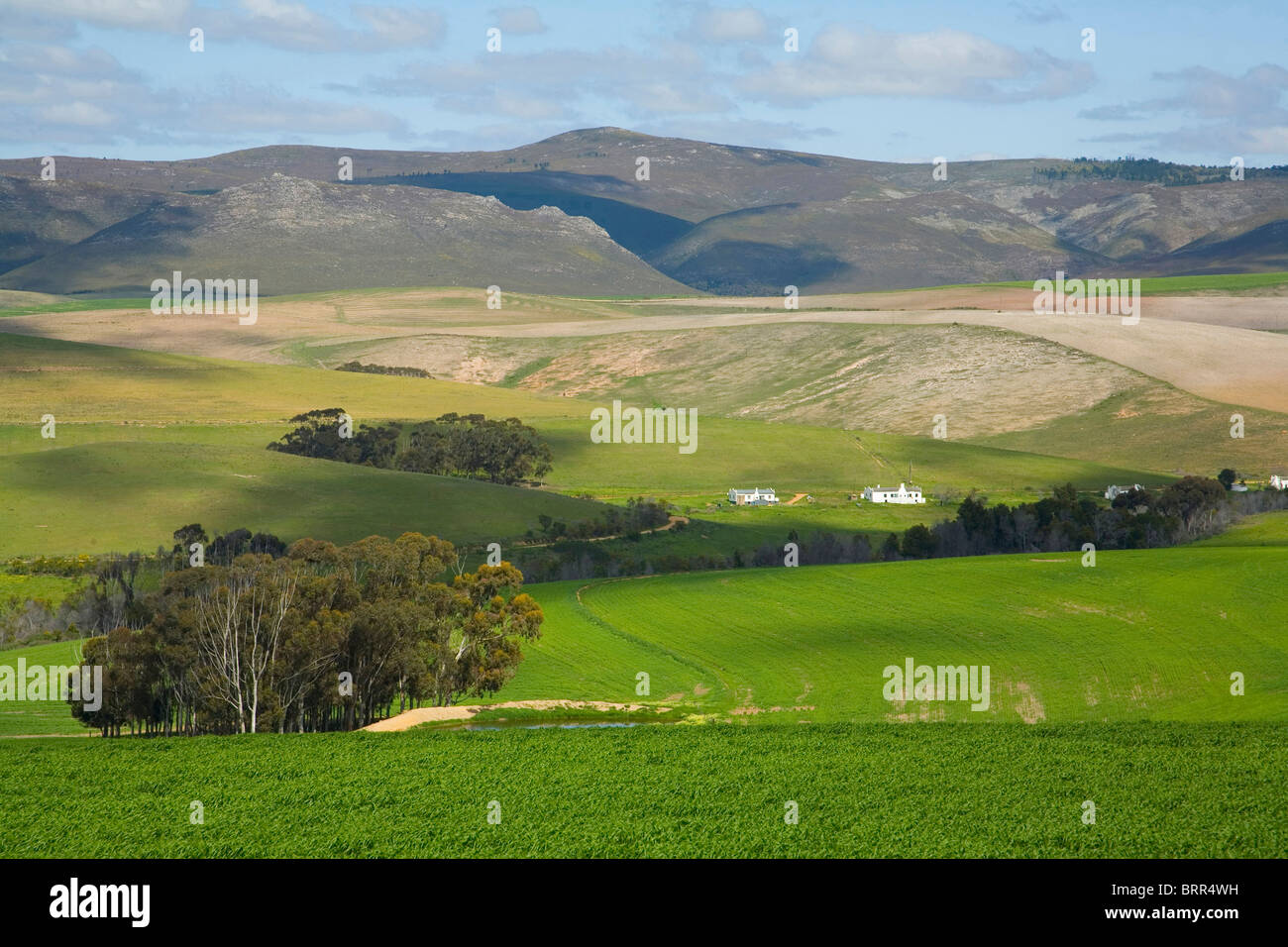 Malerische Landschaft des fruchtbaren grünen Ackerland in der Overberg Stockfoto