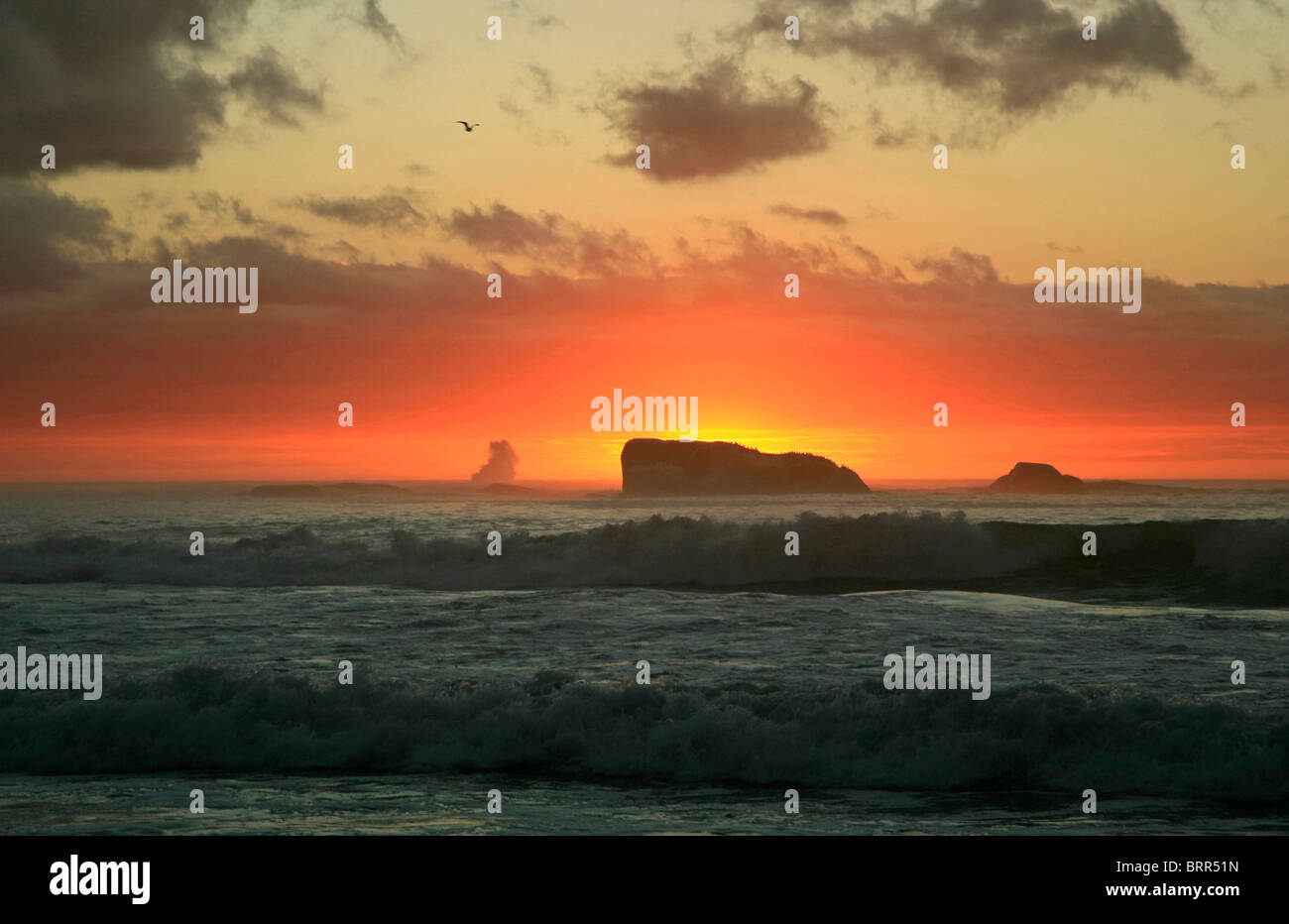 Brechenden Welle in der Nähe von Clifton Beach bei Sonnenuntergang, Möwe am Himmel. Stockfoto