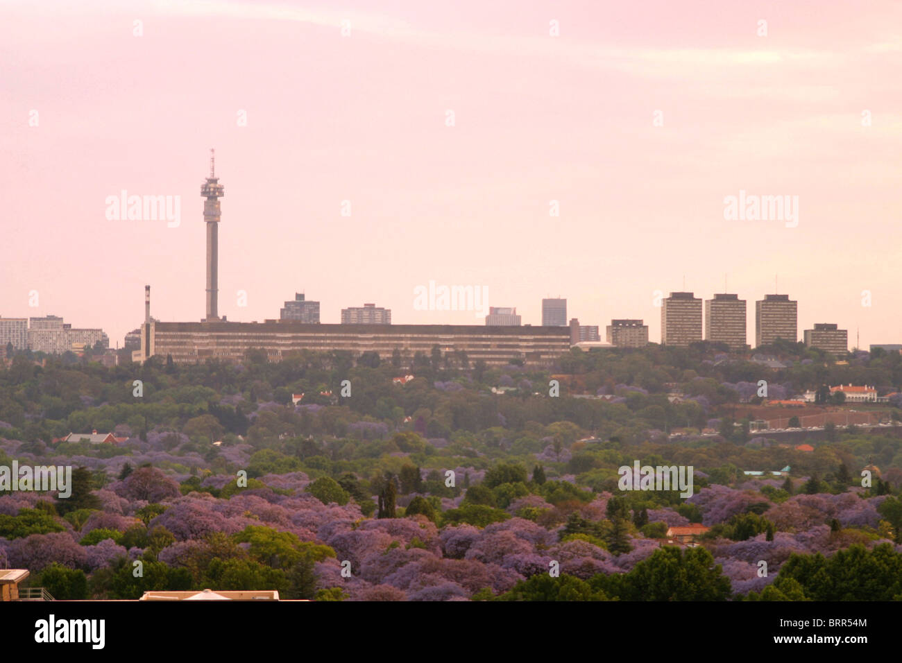 Skyline von Johannesburg mit Hillbrow Tower mit Blick auf die Vororte mit vielen Jacaranda-Bäume Stockfoto