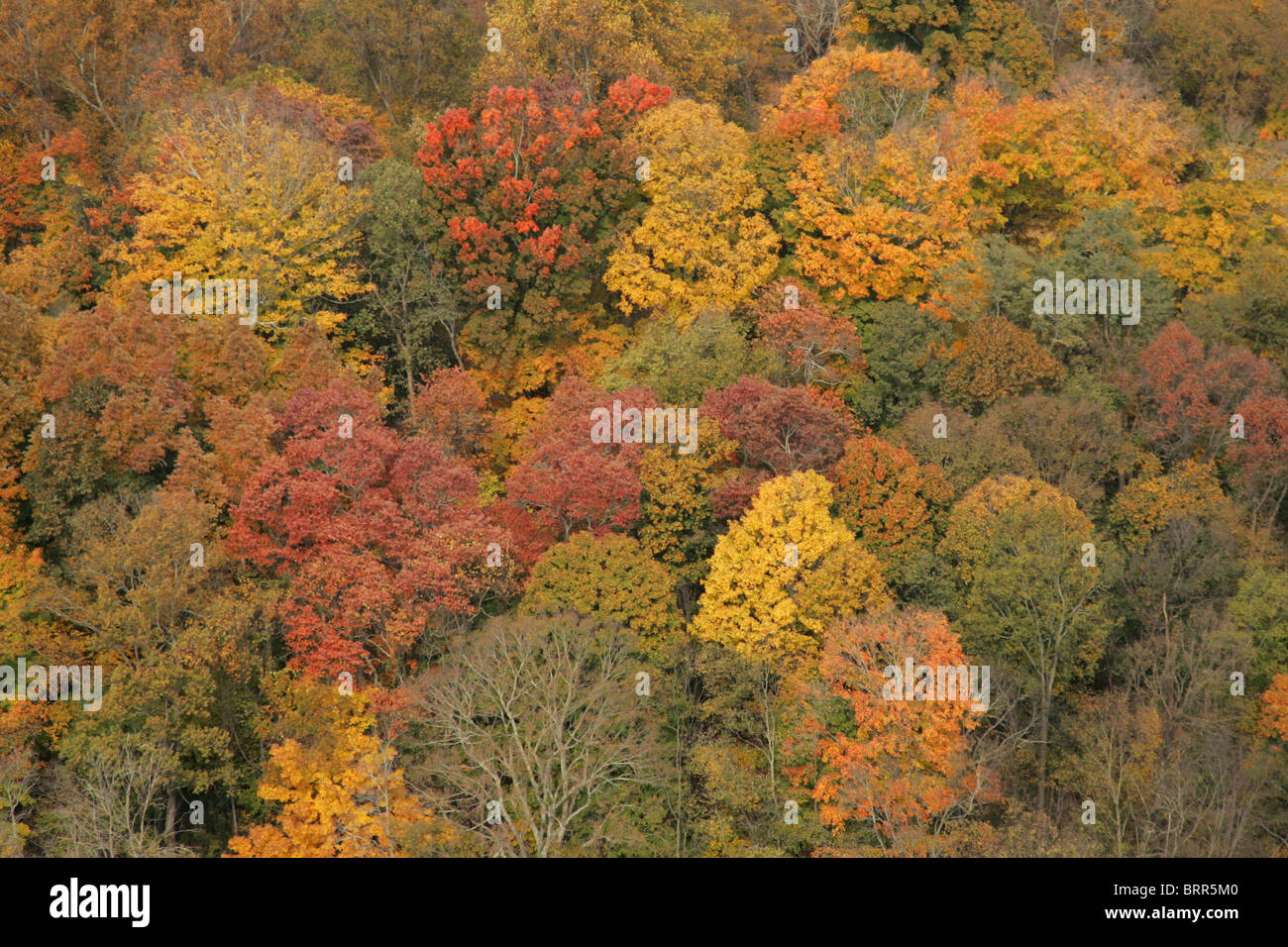 Luftaufnahme der Baumkronen mit Herbstfärbung Stockfoto