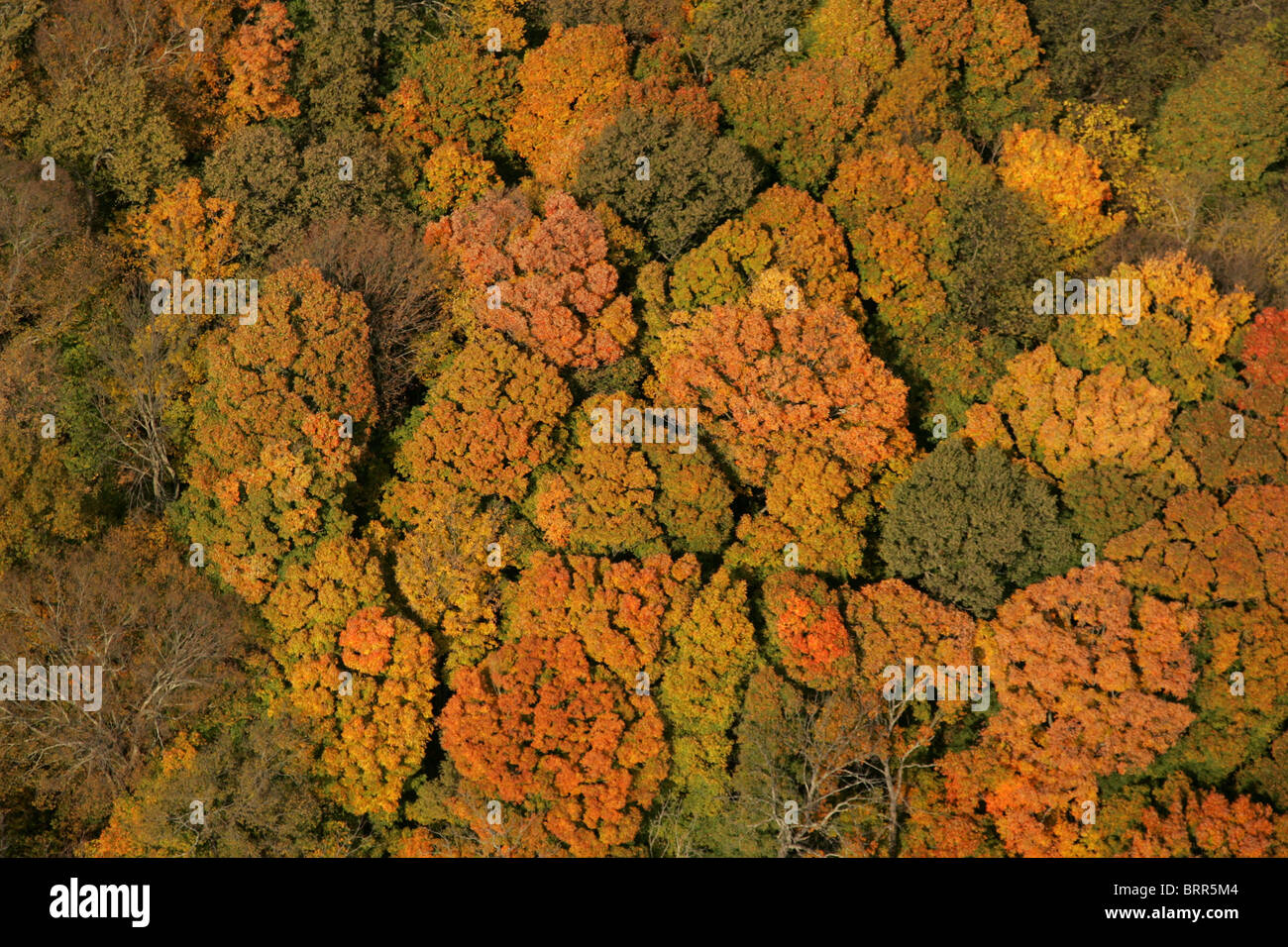 Luftaufnahme der Baumkronen mit Herbstfärbung Stockfoto