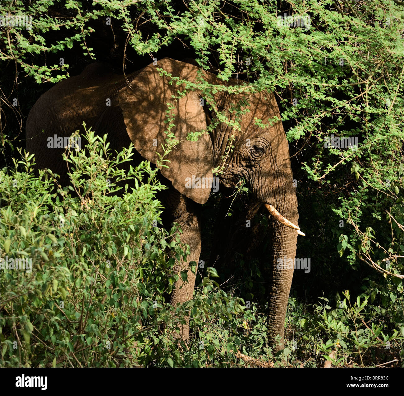 Elefant im Gebüsch. Stockfoto