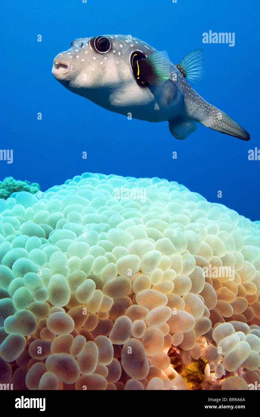Whitespotted Kugelfisch und Blase Korallen Stockfoto