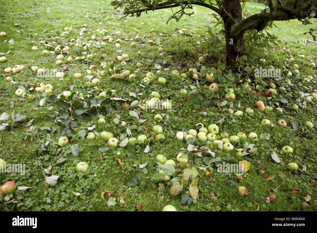 äpfel unter baum Fotos und Bildmaterial in hoher Auflösung Alamy