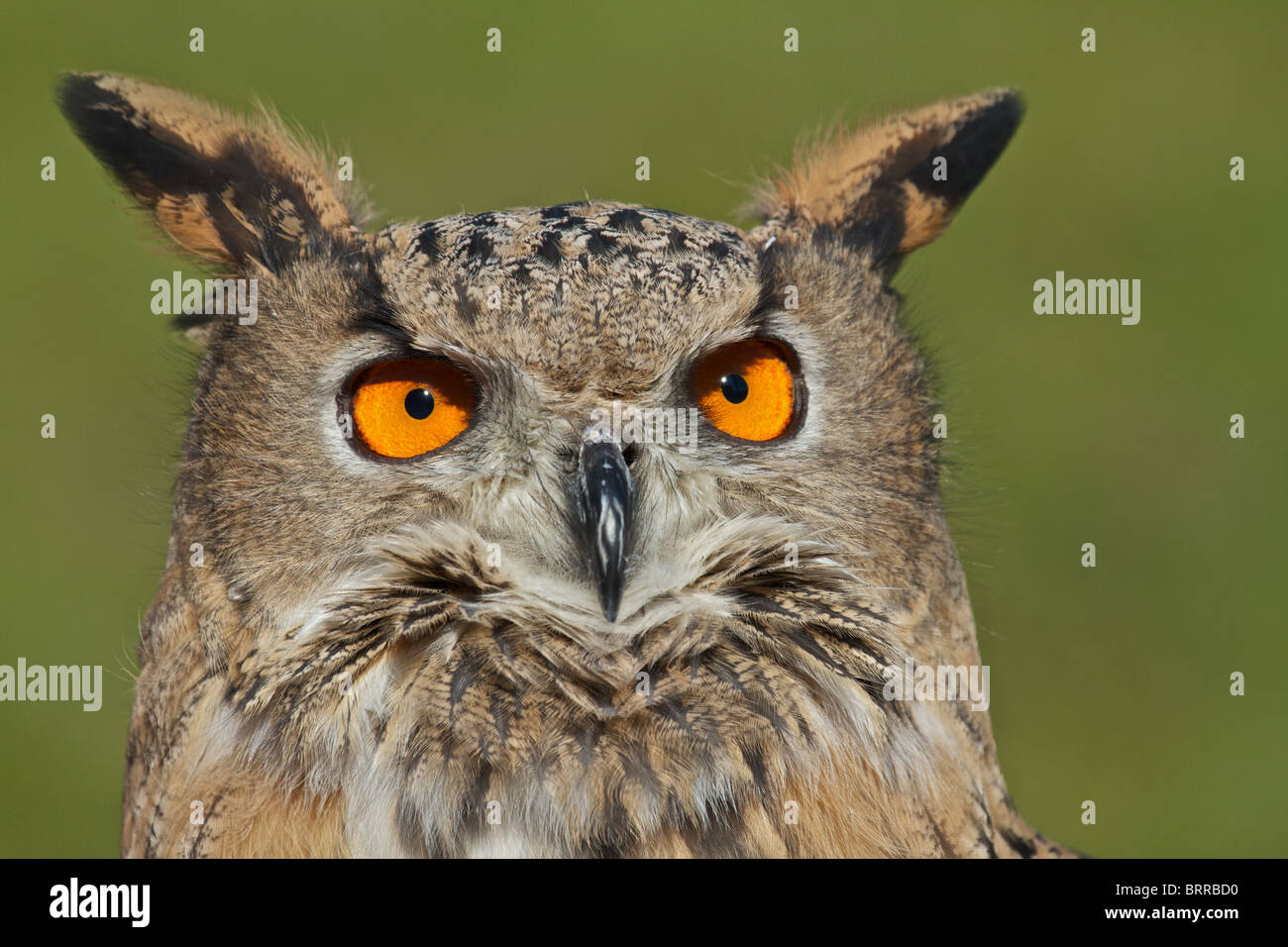 Bild genommen in einem Naturpark in Italien Stockfoto