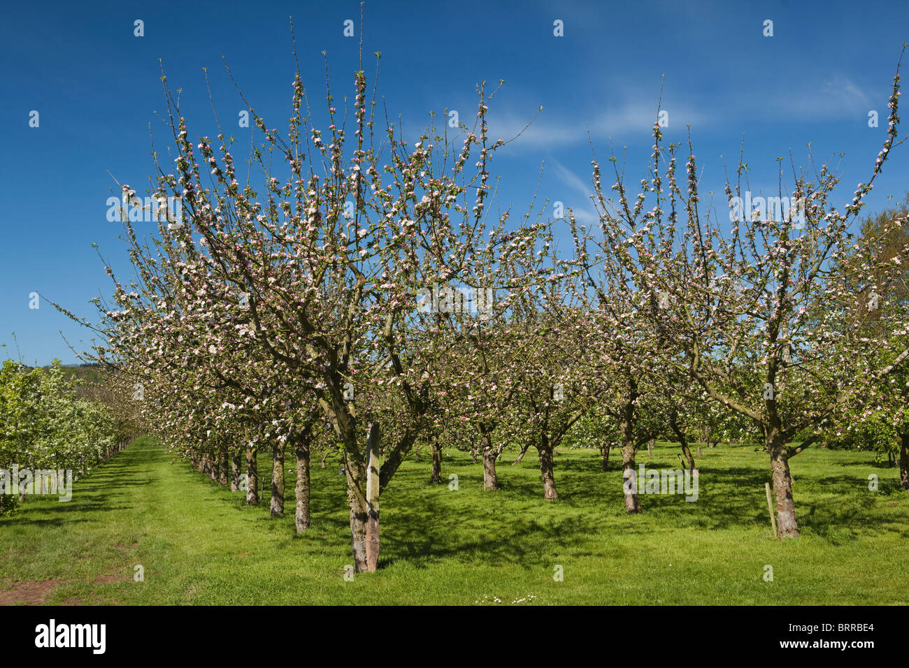 UK, Herefordshire, Putley Dorf, Dragon Orchard, Apfelwein Apfelbäume in voller Blüte im Mai Stockfoto