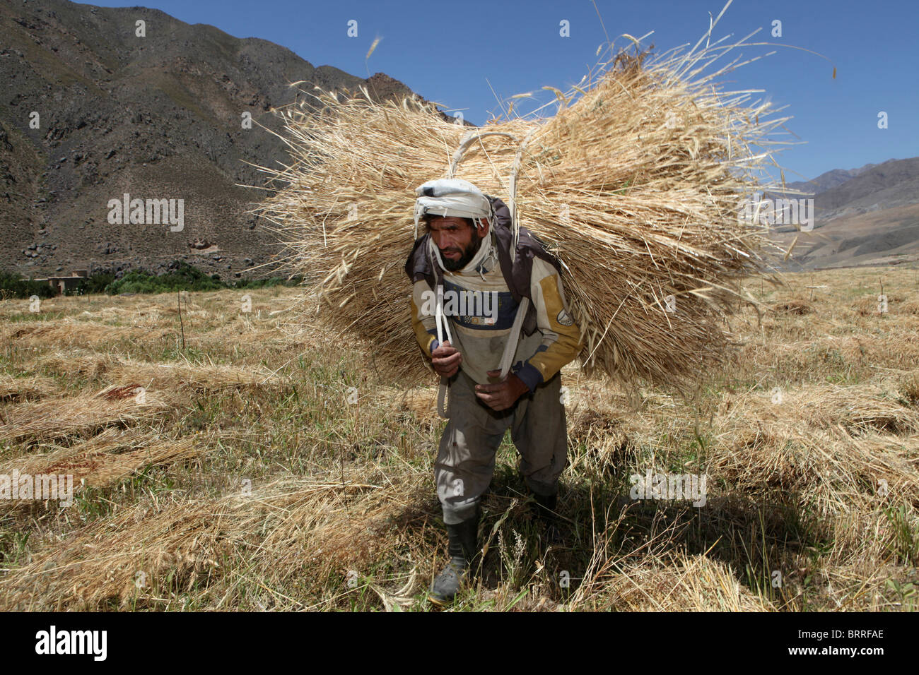 landwirtschaftliche Tätigkeiten in Afghanistan Stockfoto