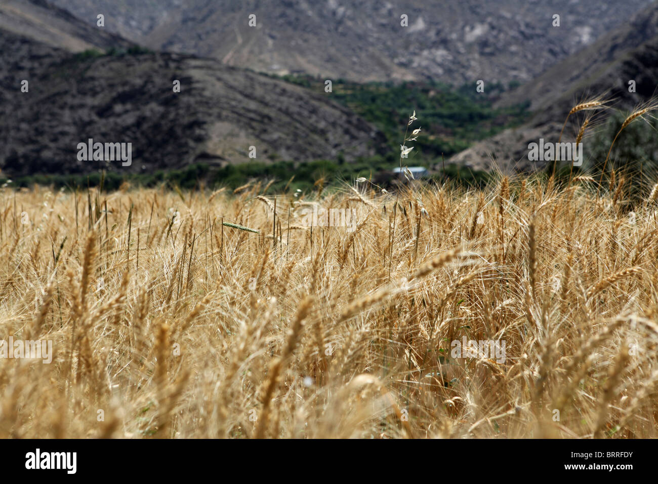 landwirtschaftliche Tätigkeiten in Afghanistan Stockfoto